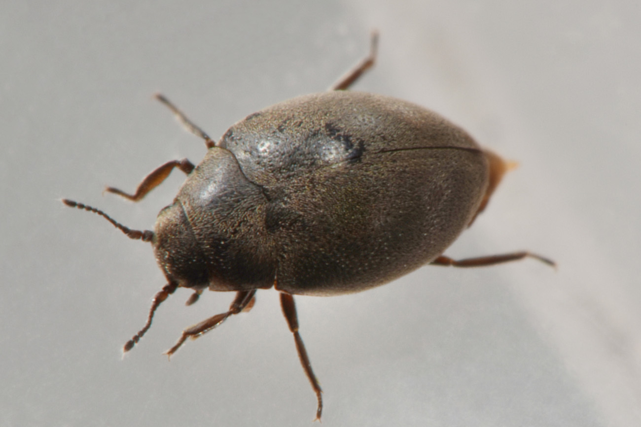 Limnichidae: Limnichus aff. incanus